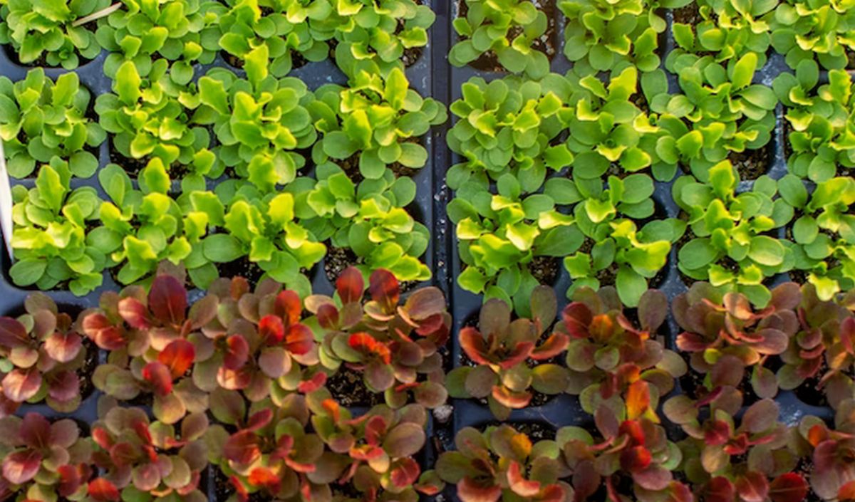 Compléments alimentaires à base de plantes